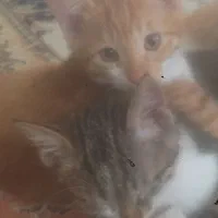 واگذار گربه نر