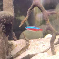 ماهی تترا|ماهی|صحنه, |دیوار