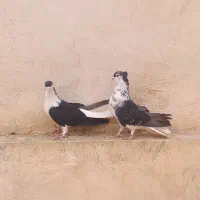 کبوتر دمگیر  دولا