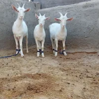 بزسانن بزغاله