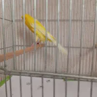 یک جفت قناری رسمی بلند