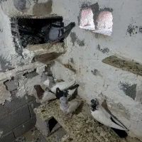 کبوتران رنگی همگی فروشی