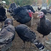 مرغ خروس و بوقلمون|حیوانات مزرعه|خوی, |دیوار