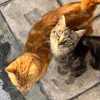 واگذاری گربه