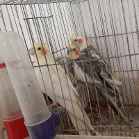 فروش عروس هلندی|پرنده|جوادآباد, |دیوار