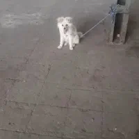 سگ پامر اشپیتز توله