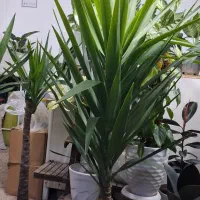 گل اپارتمانی