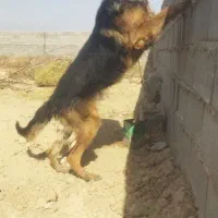 سلام یک ژرمن