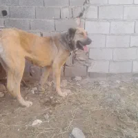 سگ سراب|سگ|قرچک, ولی آباد|دیوار