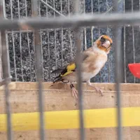 ۶عدد سهره نر جونه|پرنده|بروجرد, |دیوار