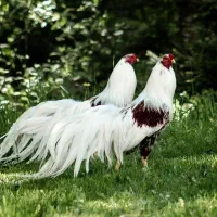 مرغ و خروس زینتی یوکوهاما