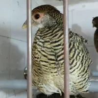 نیمچه مرغ و خروس زینتی بلژیکی و لیدی