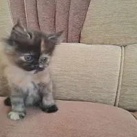 بچه گربه پرشین هیمالین|گربه|یزد, |دیوار