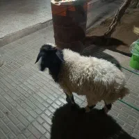 بره ماده