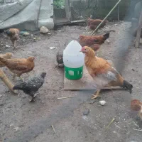 خروس محلی  ۷ماهه