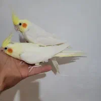 عروس هلندی پیدا شده