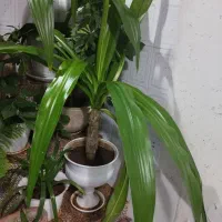 گل ذرتی|گل و گیاه طبیعی|شیراز, جانبازان|دیوار