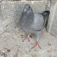 کبوترجوجه پلاکی