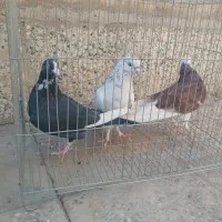 سه عدد کبوتر غریب دم آبی شازده شهرستانی|پرنده|تهران, دهم فروردین|دیوار