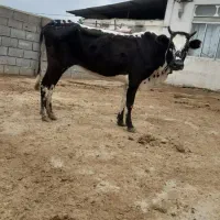 ۵ عدد گاو گوس قربانی
