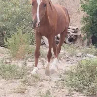اسب|اسب و تجهیزات اسب‌سواری|دامغان, |دیوار