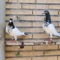 کفتر پاکستانی پرشی