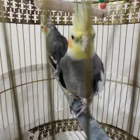 2 عدد عروس هلندی فروش یامعاوضه با برزیلی هم دارم