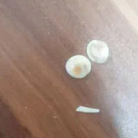 مهره با خواص|کلکسیون و سرگرمی|تربت‌حیدریه, شهرک ولیعصر|دیوار