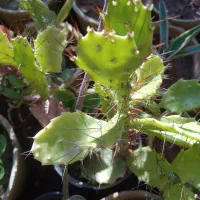 تعدادی گل بفروش میر سد