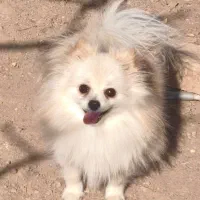 سگ پامرانین