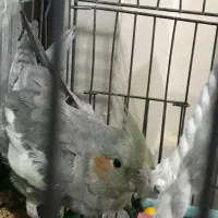 عروس هلندی نر سخنگو ۵ماهه