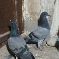 کبوتر