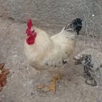 خروس محلی سالم