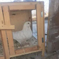 کبوتر|پرنده|فشاپویه, |دیوار