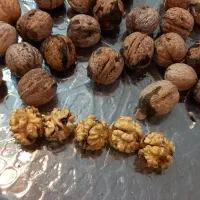 گردو کاغذی