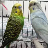 مرغ عشق مولد