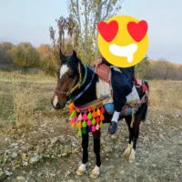 اسب نر|اسب و تجهیزات اسب‌سواری|اشنویه, |دیوار