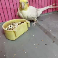 عروس هلندی دستی لوتینو ماده|پرنده|لنجان, |دیوار