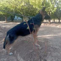 سگ ژرمن شپرد