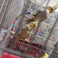 ۴ عدد عروس هلندی