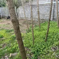 زمین مسکونی سند ششدانگ کندلات(امامزاده هاشم گیلان)|فروش زمین و ملک کلنگی|توتکابن, |دیوار