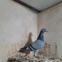 گو الا مایا