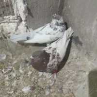 باسلام فروش کبوتر کله سرخ۶۰۰تومان|پرنده|اصفهان, الهیه|دیوار