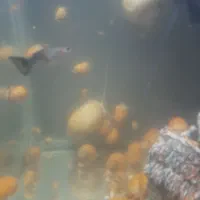 حلزون|خزنده|تهران, ازگل|دیوار