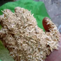 کاه دیمه گندم قرمز نرم خرمن کوبی