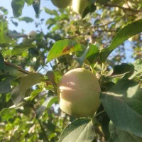سیب لب گلی خوش طعم