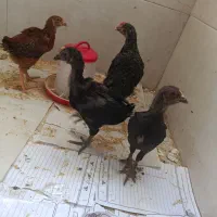 جوجه مرغ رسمی|حیوانات مزرعه|قم, پردیسان|دیوار