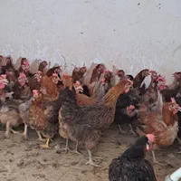 مرغ محلی 1ساله میانگین 2 کیلو قیمت تنظیم بازار|حیوانات مزرعه|شیراز, ده پیاله|دیوار