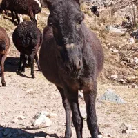 کره الاغ