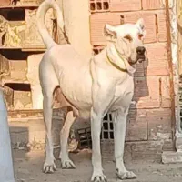 سگ ماده سرابی اصل ونسب دار